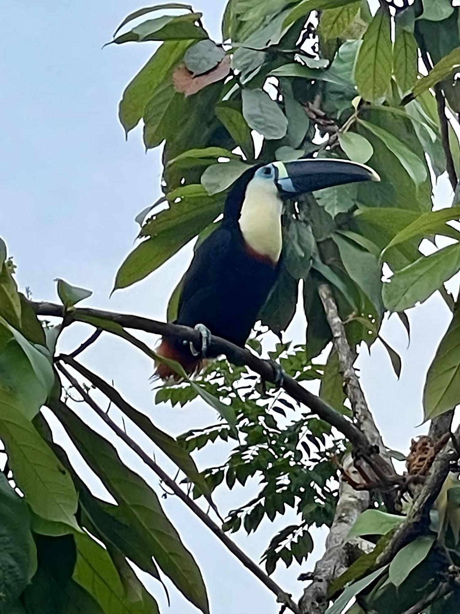Maiku Amazonas Hotell Puerto Nariño Eksteriør bilde